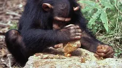 Visuel de Animaux trop humains