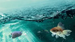 Aquamen Des requins pour les Sharks