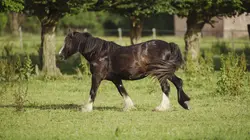 Au galop ! Un défilé extraordinaire