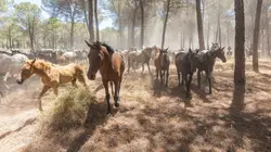 Visuel de Carmen et les cavaliers d'El Rocío : A la poursuite des chevaux sauvages