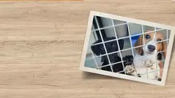 Sur Animaux à 20h35 : Chiens et chats sans collier