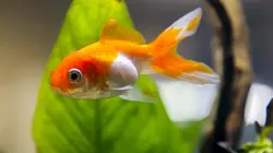 Visuel de Des poissons pas si cons ?