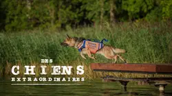 Visuel de Extraordinary Dogs