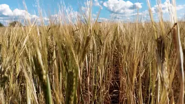 Gluten, l'ennemi public ?