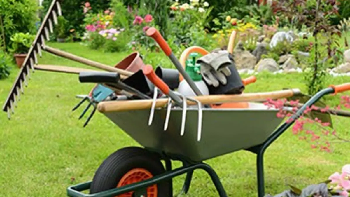 Jardins et loisirs Un avocatier au jardin