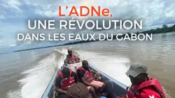 Visuel de L'ADNe, une révolution dans les eaux du Gabon