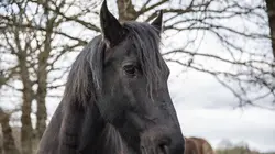 Sur M6 à 23h15 : L'amour vu du pré