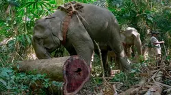 Visuel de L'énigme des éléphants d'Andaman