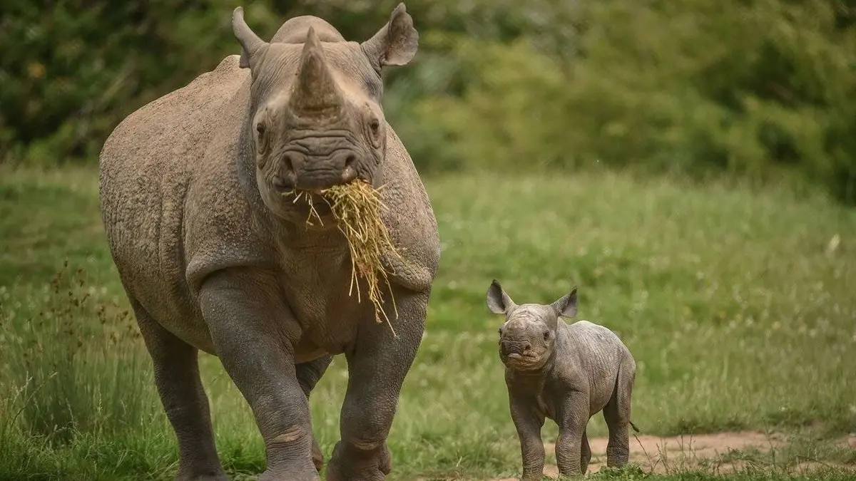 La vie secrète du zoo S04E01 Heureux événement