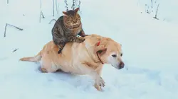 Le big bêtisier de Noël