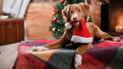 Le big bêtisier de Noël