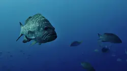 Visuel de Le golfe de Californie