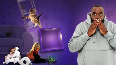 Les 100 vidéos qui ont fait rire le monde entier