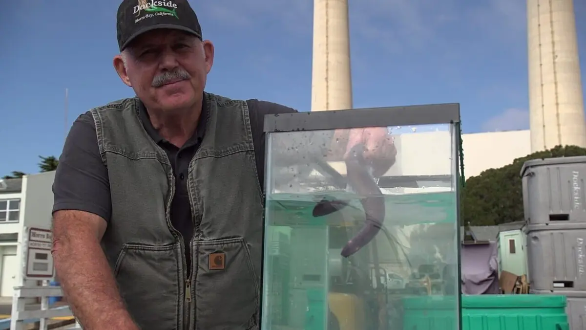 Les superpouvoirs des animaux Vol en marche arrière et monstres aquatiques