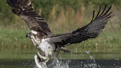 Visuel de Natura Europa