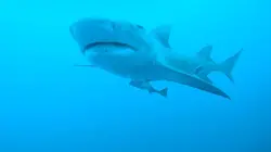Sharks Attack ! Furie en Floride