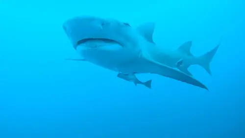 Photos de Sharks Attack ! Furie en Floride